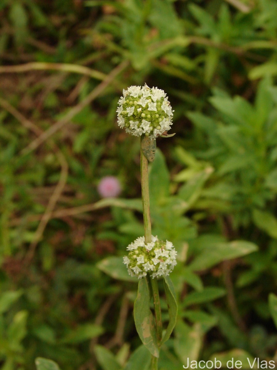 Spermacoce verticillata L.